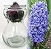 Clear Glass Hyacinth Vase + Blue Hyacinth Bulb