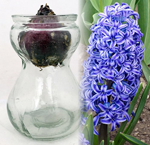 Clear Glass Hyacinth Vase + Blue Hyacinth Bulb
