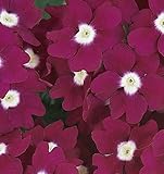 Verbena - Quartz Burgundy - 20 Seeds