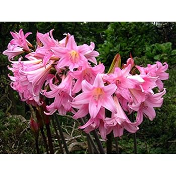 Amazon.com : Naked Ladies - 5 Bare Root Bulbs of Amaryllis Belladonna