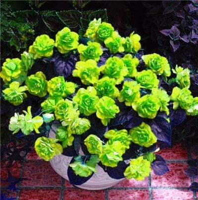 Amazon 0pcs複数色ゼラニウム盆栽多年生花植物ペラゴニウム 室内植物美しい花盆栽 4 アートフレーム ポスター オンライン通販