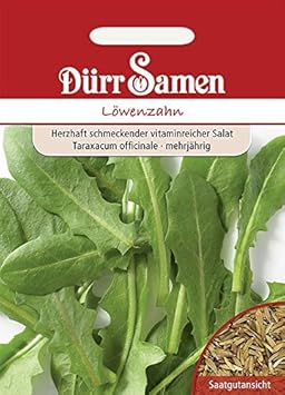Löwenzahn Kultivierter Vollherziger mehrjährig Samen