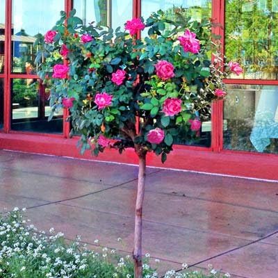 Brighter Blooms - Pink Knock Out Rose Tree - Indoor/Outdoor Flowering Plant, 2-3 Feet, No Shipping to AZ