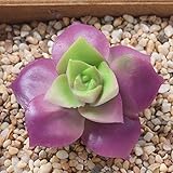 Veronica Mixed Artificial Succulent Plants Unpotted