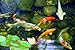 Pond Clarifier for Proud KOI Pond Owners - Premium & Organic - Barley Straw for Ponds Mini Bale - Cleans Koi Ponds & Water Gardens The Safe Natural Way
