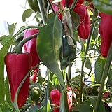 Leutschauer Paprika Pepper Seeds - Packet of 5 Seeds