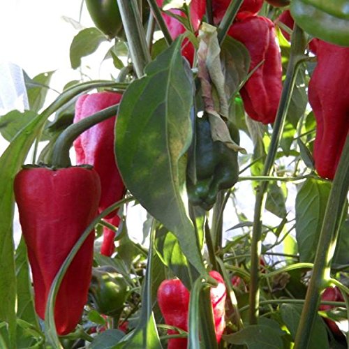 Leutschauer Paprika Pepper Seeds - Packet of 5 Seeds