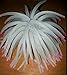 P & P Aquarium Fish Tank Silicone Sea Anemone Artificial Coral Ornament RT172L White