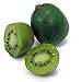 Hardy Dunbarton Oaks Kiwi Plant - Actinidia - FEMALE - Tasty! - 4" Pot