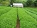 Whole Dried Stevia Leaves,3.00 oz,100% Natural Green Stevia Leaf from South America.