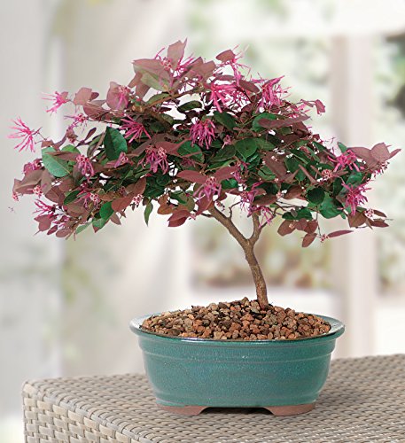 Brussel's Live Fringe Flower Outdoor Bonsai Tree - 3 Years Old; 8" to 12" Tall with Decorative Container