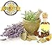 Highest Quality Frosted Glass Roll On Bottles - 1/3oz(10ml) - 6 Pack with Stainless Steel Metal Roll-On Balls - Free Recipe eBook Ideal For Essential Oils, Perfumes, Aromatherapy (Purple Lids)