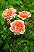 David Austin's English Roses