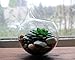 NeutralPure ECO Hanging Glass Plant Terrarium (3 Pcs)