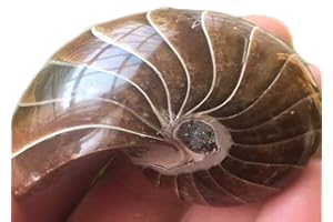 FOSSILHOME 4.40 oz Natural Nautilus Fossil Specimens from Madagascar