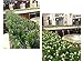 Bird Fiy Babys Breath Artificial Flowers,4 Bundles Gypsophila Flower Wedding Home Decor Gift(Orange)