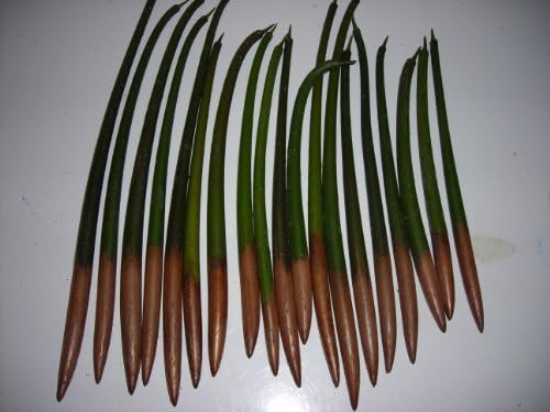 200 RED MANGROVE SEEDS FRESH OR SALT WATER