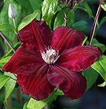 Clematis Red Cardinal Vine - Velvety Crimson Flowers - 2.5