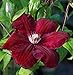 Clematis Red Cardinal Vine - Velvety Crimson Flowers - 2.5" Pot