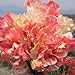 (ASP)~"INCENSE-PEACH SHADES" SWEET PEA~Seeds!!!!~~~~~Lovely!!