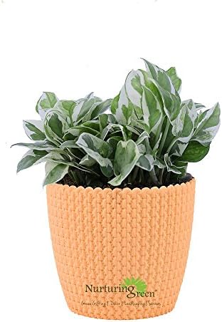 Nurturing Green Air Purifying 25-30 Leaves Plant Scindapsus in Self-Watering Planter