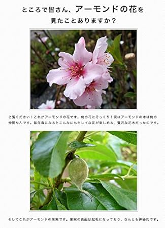 Amazon Co Jp アーモンド 1年生 接ぎ木 苗 ホーム キッチン Amazon Co Jp アーモンド 1年生 接ぎ木 苗 ホーム キッチン