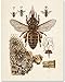 Bee Diagram - Perfect Educational Poster for Homeschool or Classroom Decor, Vintage Bee Farm Wall Arts, Great Gift for Beekeepers, 11x14 Unframed Art Print Poster