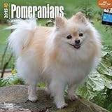 Pomeranians 2015 Wall Calendar