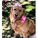 POSAPET Crown Dog Birthday Hat Girl Reusable Doggie Birthday Party Hat with Numbers Puppy Birthday Crown Hats for Dogs Cats Kitten Headband Hats Pink
