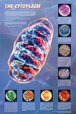 Amazon.com: The Cytoplasm and Its Components - Biology Poster; 36x26