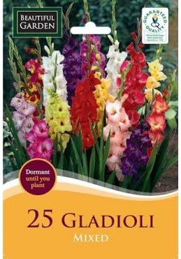 Pack of 25 Gladioli Flowering Bulbs (Mixed Colours)