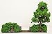 War World Gaming Battle Bocage Kit 2-28mm Heroic Scale Wargaming Terrain Model Diorama Scenery Wargame WW2 Tabletop Battle Normandy France WWII Hedgerow