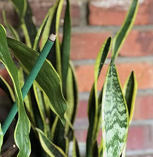 Murphy's Mosquito Sticks | Plant Based DEET Free Insect Repellent Incense Sticks | Bamboo Infused w/Citronella, Lemongrass & Rosemary | 12 Sticks per Tube - Thumbnail 4