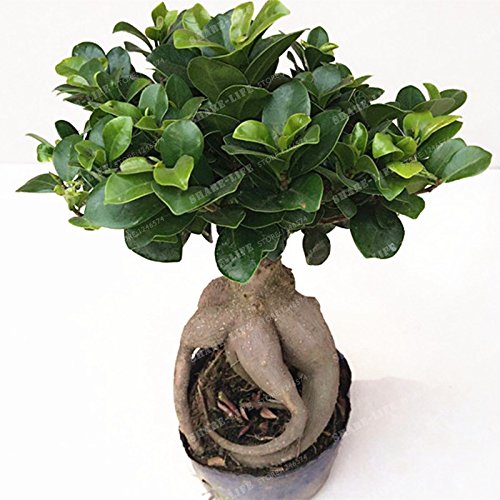 exotische bonsai
