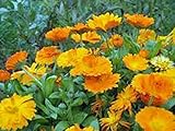Calendula 100+ Seeds Organic Newly Harvested, Beautiful Vivid Golden Blooms