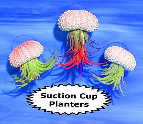 Sea Urchin Air Plant, Decorative plant pots, Air Plants, Air plant holder, Air plants terrarium, Sea Urchin Wall Decor, Houseplants indoor live, Window planter