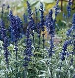 David's Garden Seeds Flower Salvia Victoria Blue D1775 (Blue) 50 Open Pollinated Seeds