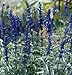 David's Garden Seeds Flower Salvia Victoria Blue D1775 (Blue) 50 Open Pollinated Seeds