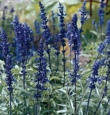 David's Garden Seeds Flower Salvia Victoria Blue D1775 (Blue) 50 Open Pollinated Seeds