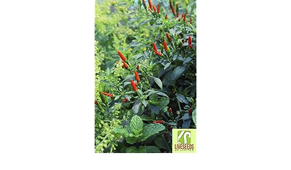 Shop Meeko Liveseeds - Huerto de Chile 15 seedsplant: Amazon.es ...
