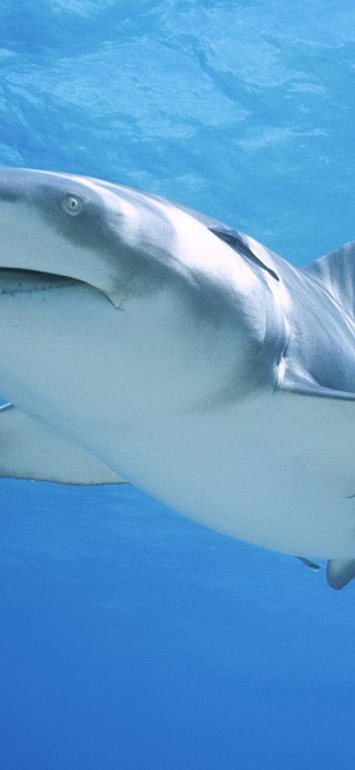 PeelitStickit Underwater, Undersea Wall Murals, ID-013, vinyl