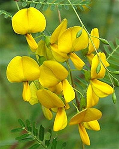 Sesbania Aculeata Bispinosa - Danchi - Rare Tropical Tree Seeds (15)