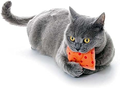 Familyzoo Jouet A L Herbe A Chat Coussin Amazon Fr Animalerie
