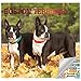 Boston Terrier Calendar 2019 Set - Deluxe 2019 Boston Terrier Wall Calendar with Over 100 Calendar Stickers (Boston Terriers Gifts, Office Supplies)
