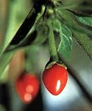 Chiltepin Tepin Pepper 2 Live Plants - HOTTEST SMALL PEPPER - Bird Pepper