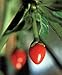 Tepin Pepper 4 Live Plants - HOTTEST SMALL PEPPER - Chiltepin - Bird Pepper -