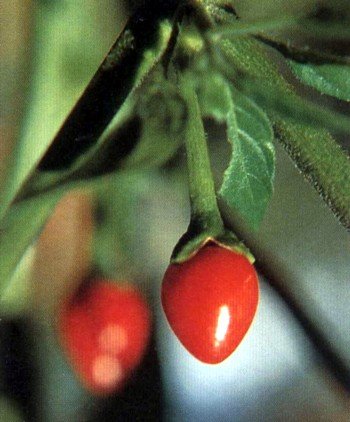 Chiltepin Tepin Pepper 2 Live Plants - HOTTEST SMALL PEPPER - Bird Pepper Chiltepin Tepin Pepper 2 Live Plants - HOTTEST SMALL PEPPER - Bird Pepper