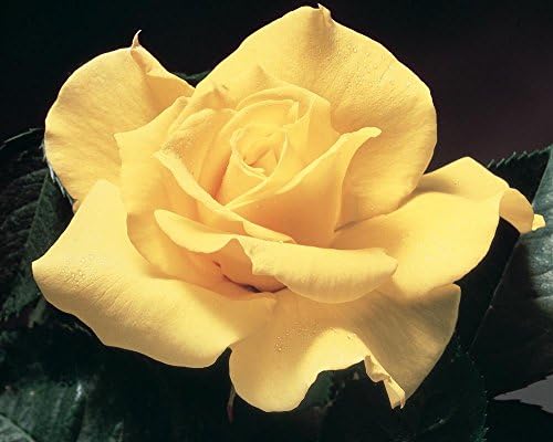 Midas Touch Hybrid Tea Rose Bare Root Shrub