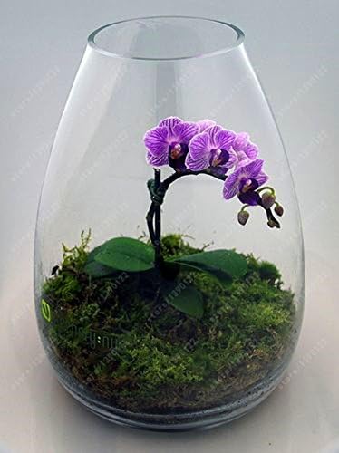 100 Pc Sacchetto Rari Mini Orchidea Semi Di Orchidea Phalaenopsis Indoor Miniatura Semi Di Fiori Giardino Bonsai Orchidea Vaso Giardino Di Casa 7 Amazon It Giardino E Giardinaggio