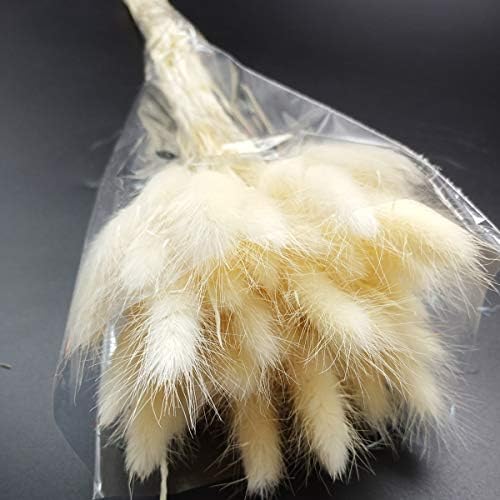 VHD 50 Pcs Dried Natural Flowers Setaria Viridis Decorative Dog Tail Grass Bouquet, Dry Fox Tail Rabbit Grass, Preserved Plants Table Decoration Accessories Party Beach Theme Decorations(Off White)